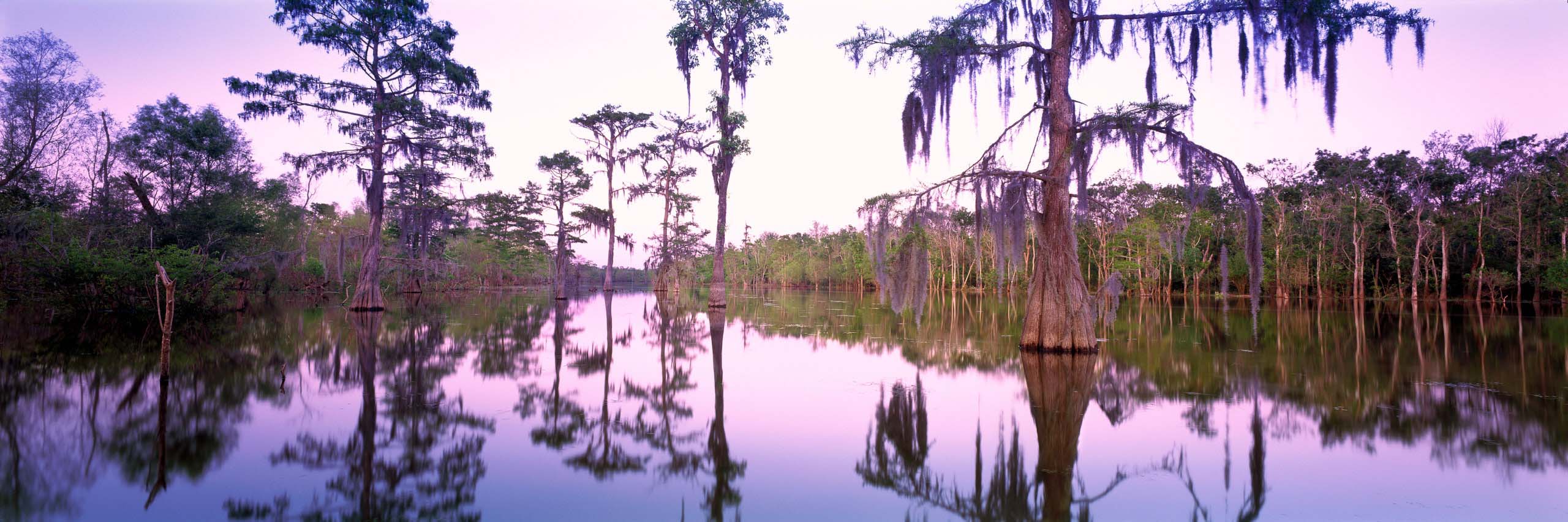 Freaky Trees