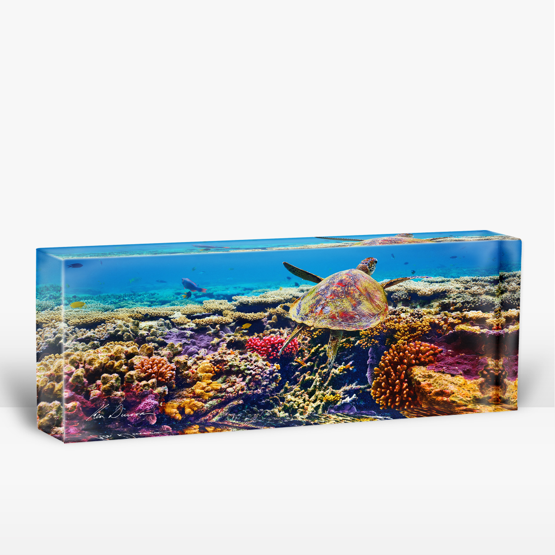 Pb - Cruising, Great Barrier Reef